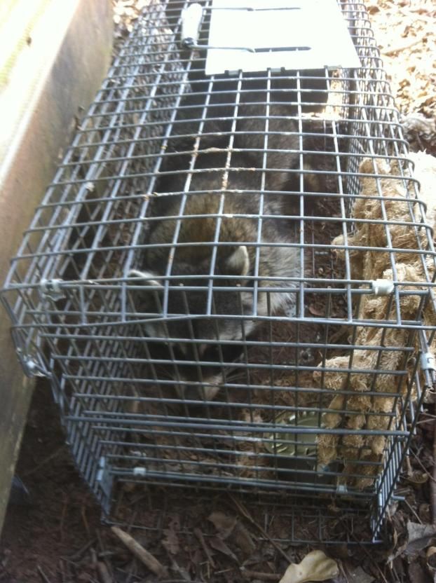 Wildlife Command Center humane & effective wildlife removal in Greater St. Louis, MO