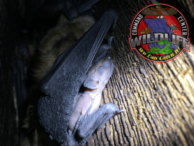 WIldlife Command Center Humanely removes bats in STL
