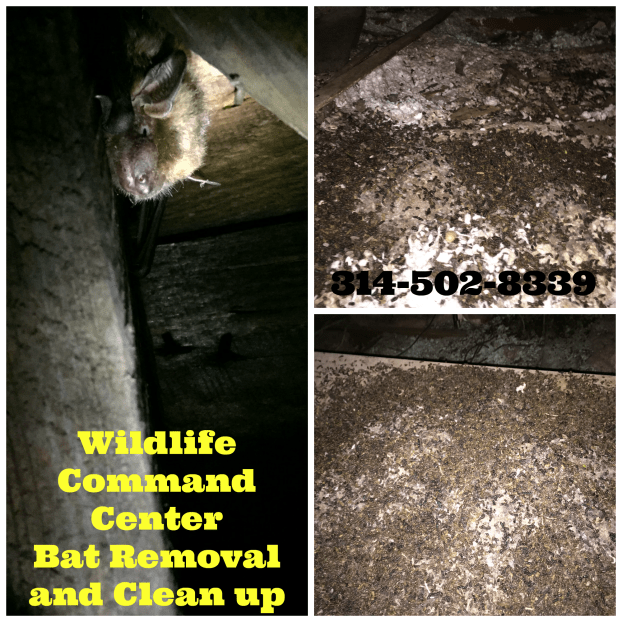 Bat Removal and Bat Guano Cleanup