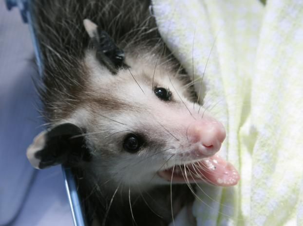 Opossums captured & removed from house by Wildlife Command Center